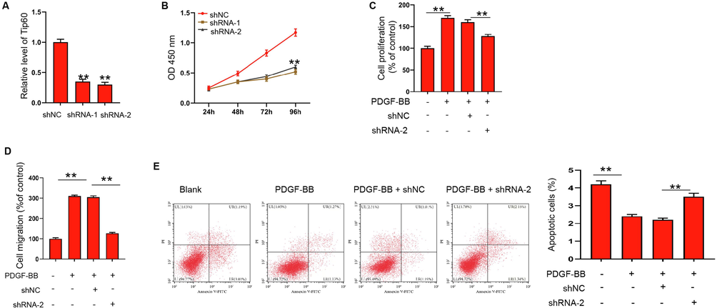 Tip60 knockdown represses PDGF-BB stimulated proliferation and migration of ASMCs. (A) Expressions of Tip60 in ASMCs transfected with Tip60 siRNA-1, Tip60 siRNA-2, or negative control (shNC) were detected by qRT-PCR experiment. (B-E) ASMCs were treated with PDGF-BB and depleted of Tip60. (B and C) Cell proliferation was detected by CCK-8 assay. (D) Cell migration was detected by Transwell assay. (E) Apoptosis of ASMCs was measured by flow cytometry. **p < 0.01.