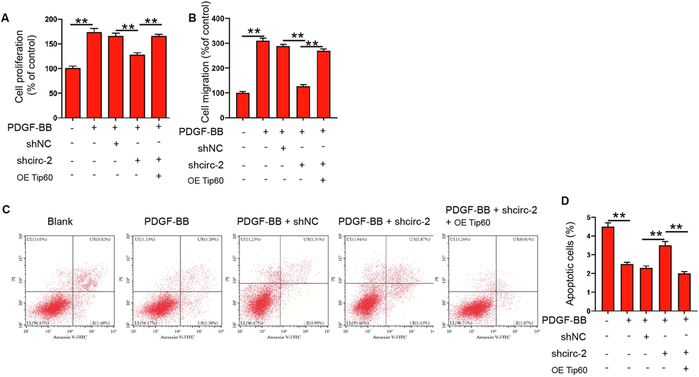 CircRHOT1 contributes to PDGF-BB stimulated proliferation and migration of ASMCs by regulating Tip60. (A-D) ASMCs were treated with PDGF-BB, or co-treated with circRHOT1 siRNA and Tip60 overexpressing plasmid. (A) Cell proliferation was detected by CCK-8 assay. (B) Cell migration was detected by Transwell assay. (C and D) Apoptosis of ASMCs was measured by flow cytometry. **p < 0.01.