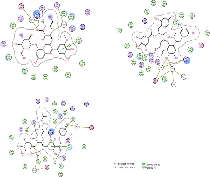 The interactions of the best scoring anthocyanin (e; top left), tannin (a; top right), and flavonoid (c; bottom) with the residues in the binding site of PPARɣ receptor. Blue dotted lines represent direct hydrogen bonding with residues’ backbones, green dotted lines represent direct hydrogen bonding with residues’ sidechains, gold dotted lines represent interactions through solvent molecules, and green arene-hydrogen lines indicate hydrophobic interactions.