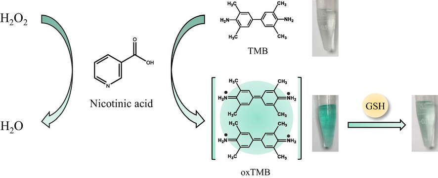 Schematic illustration of peroxidase-like activity of nicotinic acid and the detection mechanism of glutathione.