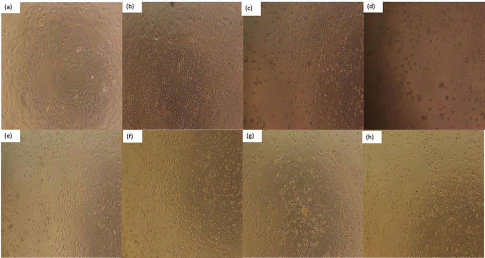 Effect of PPCMR on morphology of HeLa cells. (a) Negative control group (24 h); (b) Negative control group (48 h); (c) 150 µg/mL 5-FU treatment group (24 h); (d) 150 µg/mL 5-FU treatment group (48 h); (e) 750 µg/mL PPCMR treatment group (24 h); (f) 750 µg/mL PPCMR treatment group (48 h); (g) 900 µg/mL PPCMR treatment group (24 h); (h) 900 µg/mL PPCMR treatment group (48 h).