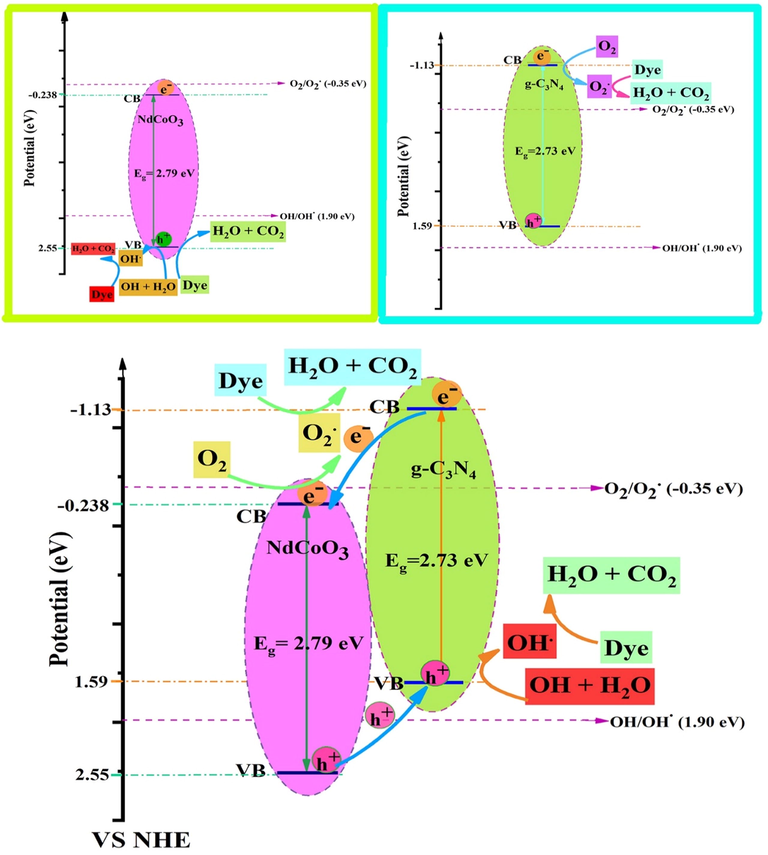 Photocatalytic mechanism scheme of bare NdCoO3 (sample No.1), g-C3N4 (sample No.5), and NdCoO3/g-C3N4 (sample No.4), heterojunction nanocomposites under visible light irradiation.