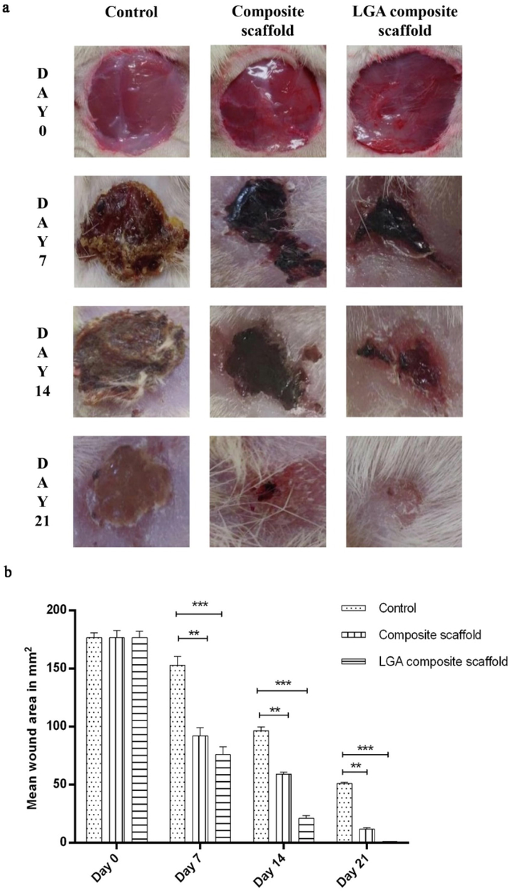 (a) Images representing the wound contraction in the control, composite scaffold and LGA composite scaffold treated groups from day 0 to 21 post wounding (b) Graphical representation of percentage wound reduction in the control, composite scaffold and LGA composite scaffold treated groups from day 0 to 21 post wounding. Data is expressed as mean ± SD (n = 6 wounds/ group).