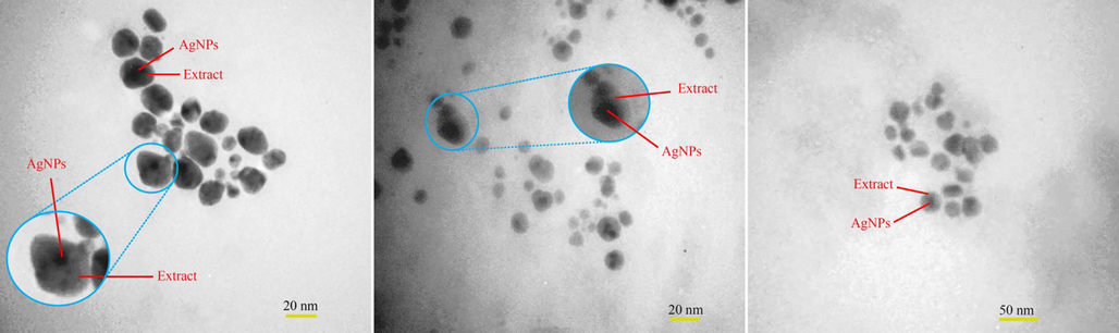 TEM images of synthesized Ag nanoparticles using M. sativa extract (sample no. 10).