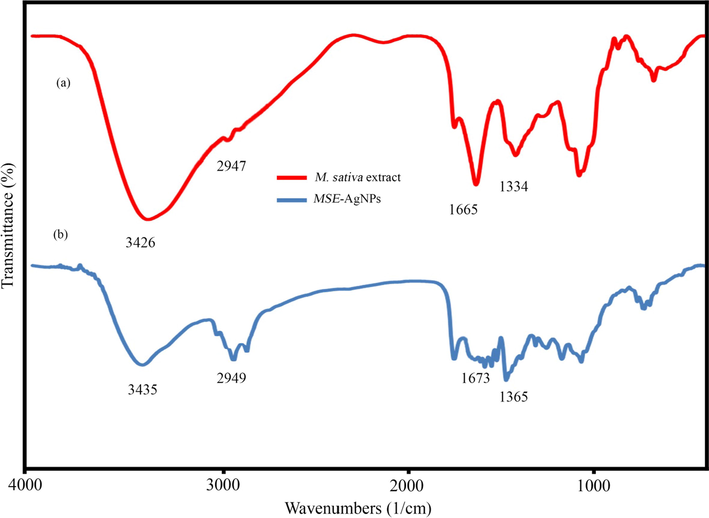 FT-IR spectrum of M. sativa extract (a) and biosynthesized MSE-AgNPs (b).