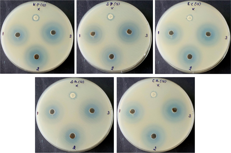 Antimicrobial activity of the CSP-Cr-NCs. Revealed that the formulated CSP-Cr-NCs exhibited the remarkable antimicrobial properoty against the tested pathogens i.e. S. pneumoniae, K. pneumoniae, E. coli, S. aureus, and C. albicans. The inhibition zones were observed around 8 to 24 mm based on the strain and tested concentration of CSP-Cr-NCs.