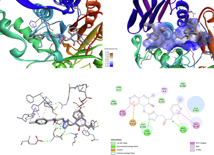 The ligand MOQTA is docked well into the binding site of amylase. (A) The interaction of MOQTA with amylase, (B) (3D) amino acid residues interactions in acarbose-amylase hydrophobic pocket. (C) (3D) amino acid residues and interactions in MOQTA- amylase complex. (D) (2D) amino acid residues and interactions formed in MOQTA-amylase.