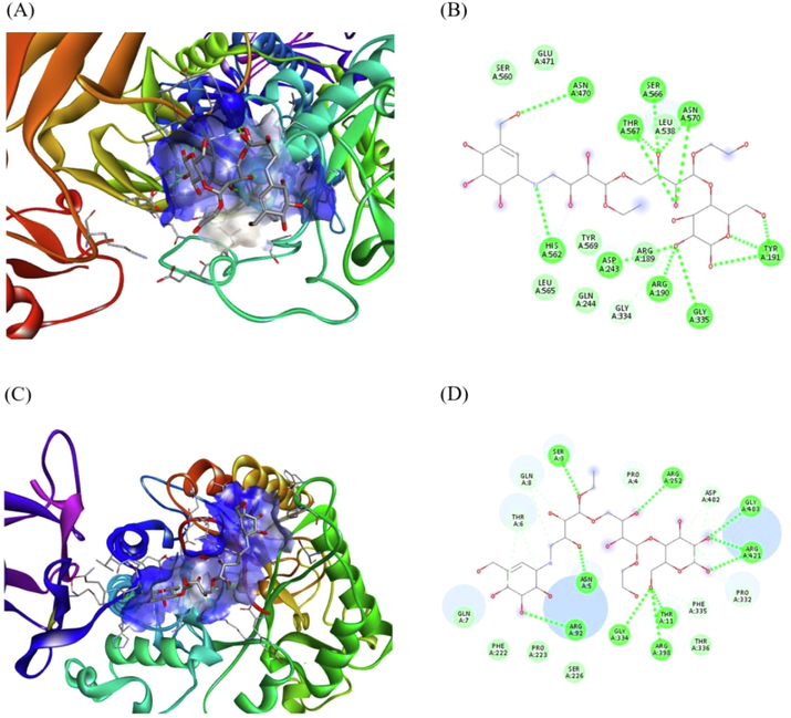 Acarbose was docked with –amylase and glucosidase. (A) A display of binding of acarbose with glucosidase (B) amino acid residues and interactions in Acarbose-glucosidase complex, (C) A display of binding acarbose with -amylase (D) A display of amino acid residues and interactions formed in acarbose-amylase complex.