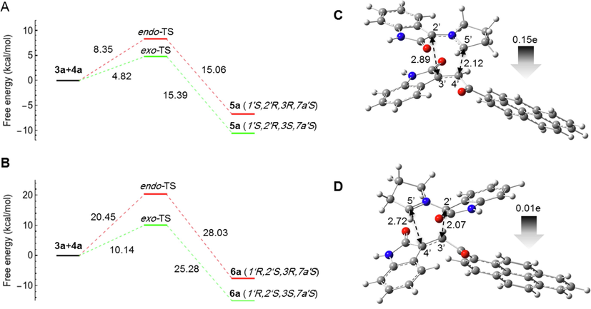 Computed free energy profiles of the possible reaction paths for (3a+4a). (A) Free energies of α-attack (path A) for the formation of 5a via exo- and endo-TS, respectively. Relative free energies are given in kcal/mol. (B) Free energies of β-attack (path B) for the formation of 6a via exo- and endo-TS, respectively. Relative free energies are given in kcal/mol. Optimized geometries and global electron density transfer (GEDT) at exo-TS in α-attack (C) and β-attack (D). The 5′⋯4′ and 2′⋯3′ bond distances are shown with black dotted arrows. The gray arrow indicates the direction of GEDT.