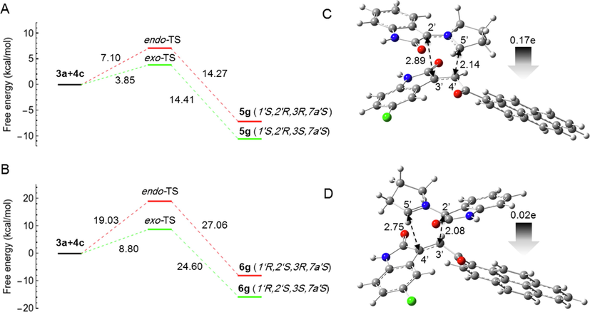 Computed free energy profiles of the possible reaction paths for (3a + 4c). (A) Free energies of α-attack (path A) for the formation of 5g via exo- and endo-TS, respectively. Relative free energies are given in kcal/mol. (B) Free energies of β-attack (path B) for the formation of 6g via exo- and endo-TS, respectively. Relative free energies are given in kcal/mol. (C) Optimized geometry of 5g-exo-TS. (D) Optimized geometry of 6g-exo-TS. The 5′⋯4′ and 2′⋯3′ bond distances are indicated with black dotted arrows. The gray arrow shows the direction of GEDT.
