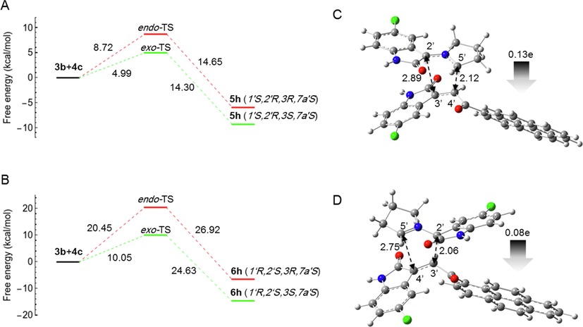 Computed free energy profiles of the possible reaction paths for (3b + 4c). (A) Free energies of α-attack (path A) for the formation of 5h via exo- and endo-TS, respectively. Relative free energies are given in kcal/mol. (B) Free energies of β-attack (path B) for the formation of 6h via exo and endo TS, respectively. Relative free energies are given in kcal/mol. (C) Optimized geometry of 5h-exo-TS. (D) Optimized geometry of 6h-exo-TS. The 5′⋯4′ and 2′⋯3′ bond distances are indicated with black dotted arrows. The gray arrow shows the direction of GEDT.