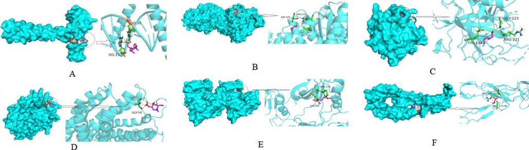 Molecular docking results of FGSL, FGA and GCB. (A: Hexanoic acid-JUN; B: Pentanal-ACHE; C: Hexanal-F2; D: Hexanoic acid-PTGS2; E: Hexanoic acid, methyl ester-SRC; F: 3-Methylbutanal-TNF).