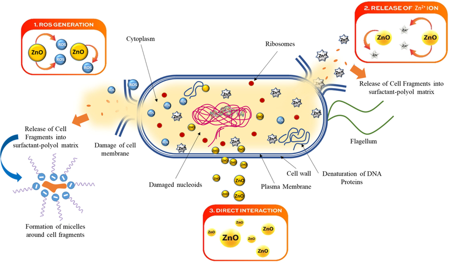 Possible different mechanism of antibacterial action of nano ZnO-SPA, including: 1. ROS generation with release of cells fragment into SPA, 2. Release of Zn2+ ions, 3. Direct interaction of nano ZnO to cell wall.