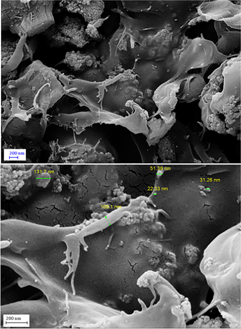 FE-SEM images of Fe3O4/Pectin NPs.