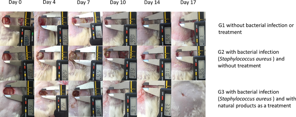 Photodocumentary analysis of full-thickness excision wounds in rats at a fixed focal distance using digital photographs.