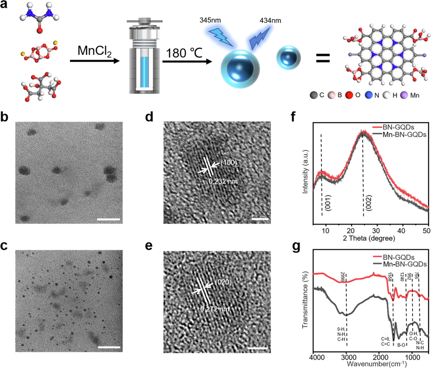 Preparation and characterization of Mn-BN-GQDs and BN-GQD. a. Schematic illustration of the synthesis of Mn-BN-GQDs as idealized model. b, d. TEM (scale bar: 50 nm) and HRTEM (scale bar: 2 nm) images of BN-GQDs. c, e. TEM (scale bar: 20 nm) and HRTEM (scale bar: 2 nm) images of Mn-BN-GQD. f. XRD pattern of the as-prepared BN-GQDs and Mn-BN-GQDs. g. FTIR spectra of BN-GQDs and Mn-BN-GQDs.