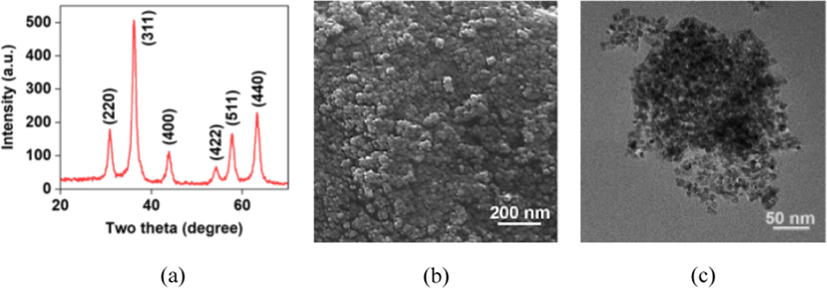 X-ray diffraction(a) pattern of the Fe3O4 NPs, the SEM (b) and TEM (c) images show spherically shaped, uniformly distributed, nano-sized particles with 6–8 nm.