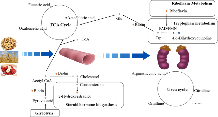 Active Plasma Components in GMDZ decoction improve AD rats with cognitive disorders and pathological damage by regulating blood and urine metabolism（the yellow dot represented up-regulated metabolite after GMDZ decoction administratio; the blue dot represented down-regulated metabolite after GMDZ decoction administration; the gray dot represents metabolite that has not been detected）.