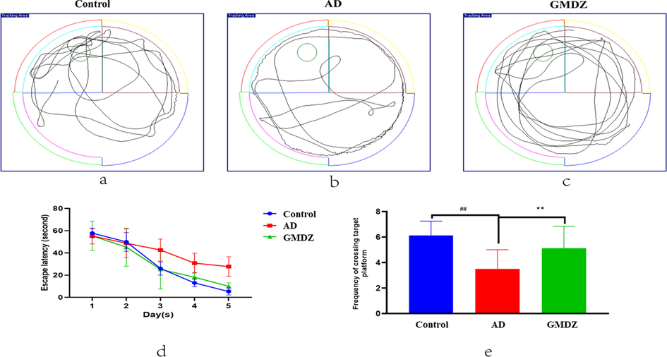 Effects of GMDZ decoction on Aβ25-35-induced memory impairments in the MWM test: (a), (b), (c) represented trajectory images of the swim path, and (d) represented escape latency needed to reach the hidden platform during the in the directional navigation experiment. (e) represented times spent in the target quadrant for analysis of spatial memory function. Data were expressed as the mean ± SD (n = 8 per group; escape latency was analyzed by repeated-measures analysis of variance (ANOVA); other data were analyzed by one-way ANOVA followed by least significant difference tests). ##represents p ≤ 0.01, AD vs control group. **represents p ≤ 0.01, GMDZ vs. AD group.