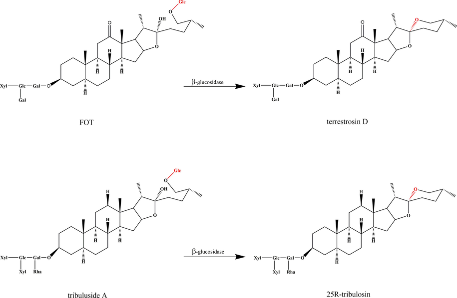 Proposed transformation pathway of FOT and tribuluside A during enzymatic hydrolysis.