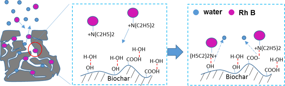 Schematic representation of mechanism of Rh B adsorption on tobacco midrib biochar. (left) Hierarchically porous structure of biochar; (middle) scenario of Rh B and the surface chemistry of biochar; (right) Rh B adsorption on biochar driven by enthalpy and the new hydrogen bonding formation between Rh B and biochar, and release of water molecules. The Red dashed line represents hydrogen bonding.