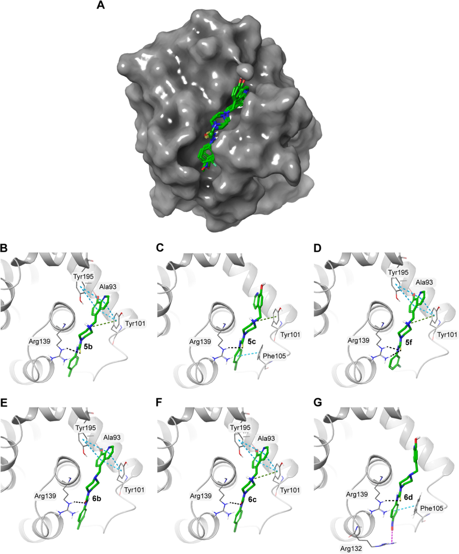 A) Surface representation of Bcl-xL (PDB ID: 4QVX) with the docked molecules shown in green stick representation. Docked molecules and the polar residues they interact with: B) 5b; C) 5c; D) 5f; E) 6b; F) 6c; G) 6d. Black dashed lines represent hydrogen bonds and green dashed lines represent π-π interactions.