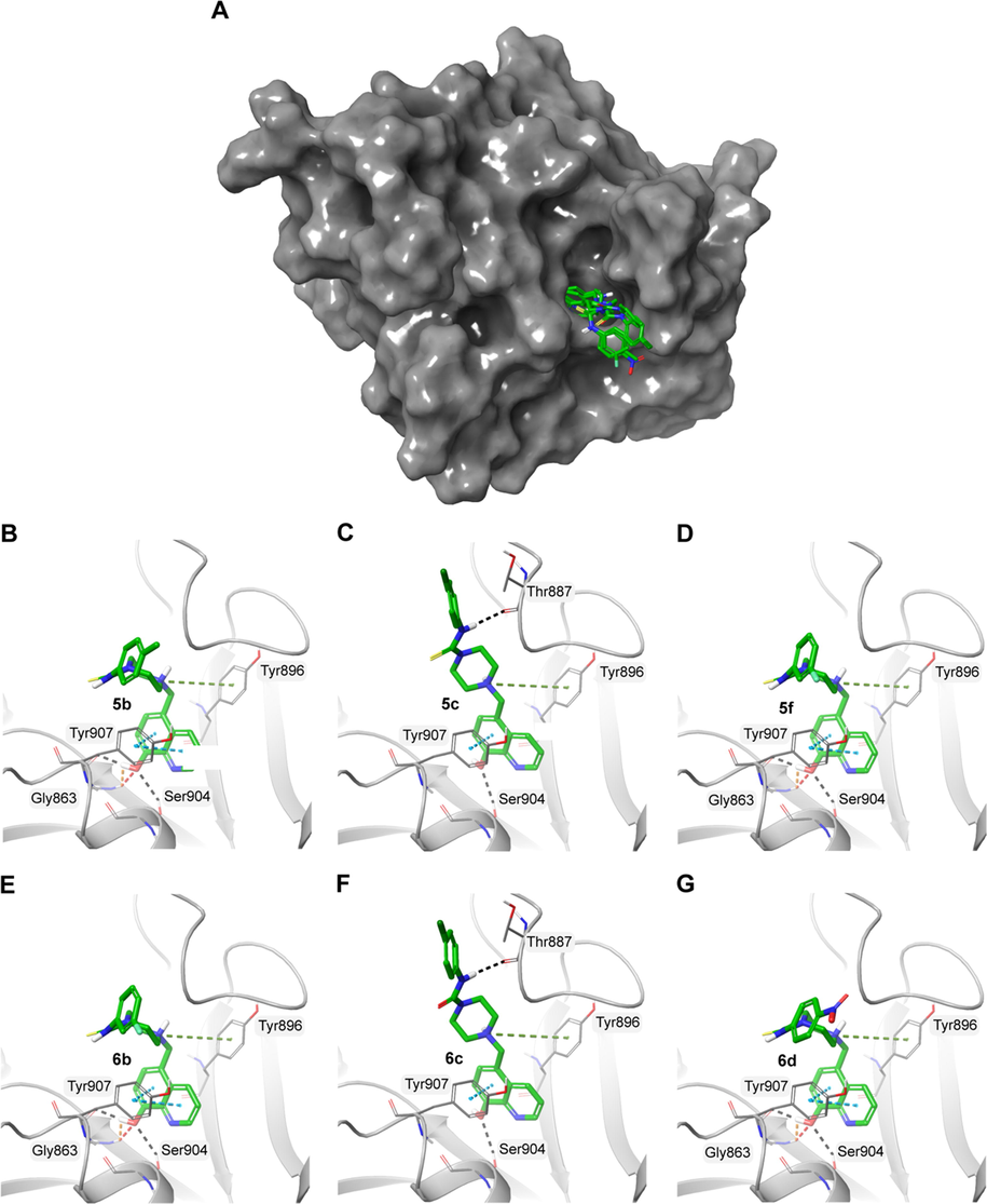 A) Surface representation of PARP1 (PDB ID: 6NRF) with the docked molecules shown in green stick representation. Docked molecules and the polar residues they interact with: B) 5b; C) 5c; D) 5f; E) 6b; F) 6c; G) 6d. Black dashed lines represent hydrogen bonds and green dashed lines represent π-π interactions.