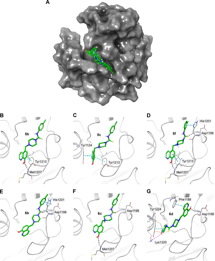 A) Surface representation of PARP5A (PDB ID: 5ETY) with the docked molecules shown in green stick representation. Docked molecules and the polar residues they interact with: B) 5b; C) 5c; D) 5f; E) 6b; F) 6c; G) 6d. Black dashed lines represent hydrogen bonds and green dashed lines represent π-π interactions.