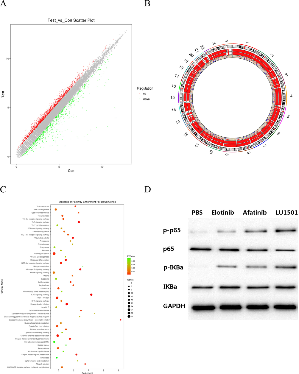 LU1501 inhibits EGFR/NF-κb signal pathway activity in SK-BR-3 cell line. (A) Scatter plot of differential genes showed genes up-regulated and down-regulated. (B) Differential genes were distributed specific positions on chromosomes. (C) NF-κb signaling pathway was enriched by the KEGG analysis. (D) The expression levels of EGFR/NF-κb pathway related proteins were evaluated using Western blot analysis. (E) Corresponding grayscale values analysis of EGFR/NF-κb p65 and phospho-p65. (F) Corresponding grayscale values analysis of EGFR/NF-κb IkBα and phospho-IkBα.