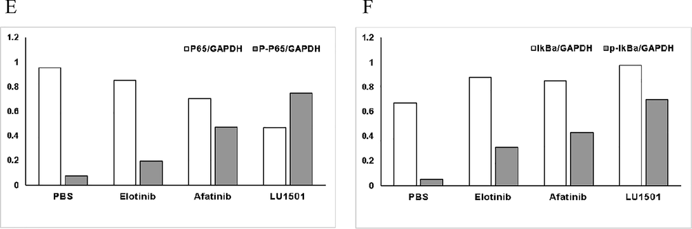 LU1501 inhibits EGFR/NF-κb signal pathway activity in SK-BR-3 cell line. (A) Scatter plot of differential genes showed genes up-regulated and down-regulated. (B) Differential genes were distributed specific positions on chromosomes. (C) NF-κb signaling pathway was enriched by the KEGG analysis. (D) The expression levels of EGFR/NF-κb pathway related proteins were evaluated using Western blot analysis. (E) Corresponding grayscale values analysis of EGFR/NF-κb p65 and phospho-p65. (F) Corresponding grayscale values analysis of EGFR/NF-κb IkBα and phospho-IkBα.