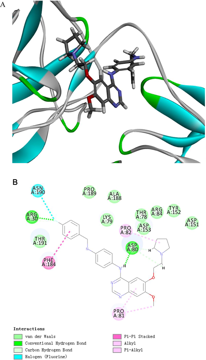 Representations of lowest energy docking poses of LU1501 bound to p65 proteins. (A) 2D interactions (B) 3D interactions.