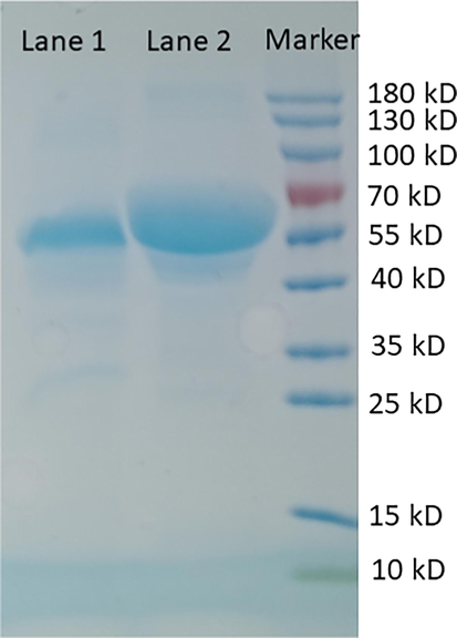 SDS-PAGE of cellulase Trichoderma reesei ATCC 26921 (Lane 1) and BSA (Lane 2).