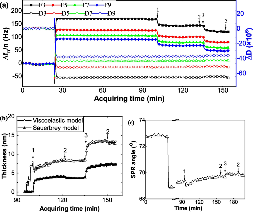 Interaction study between cellulase (Cell) and BSA. (a) Frequency change and energy dissipation for the interaction between cellulase and BSA was obtained on a QCM-D E4 equipment in-situ and in real time. (b) Fitted thickness of the layer on cellulase film with the addition of BSA. Open symbols represent the data extracted from viscoelastic modeling while solid symbols derived from Sauerbrey equation directly. (c) SPR signal change for the interaction between BSA and cellulase was obtained on a MP-SPR. Mark 1 for enzyme loading, 2 for buffer rinse, 3 for additive loading, and 4 for another additive loading.