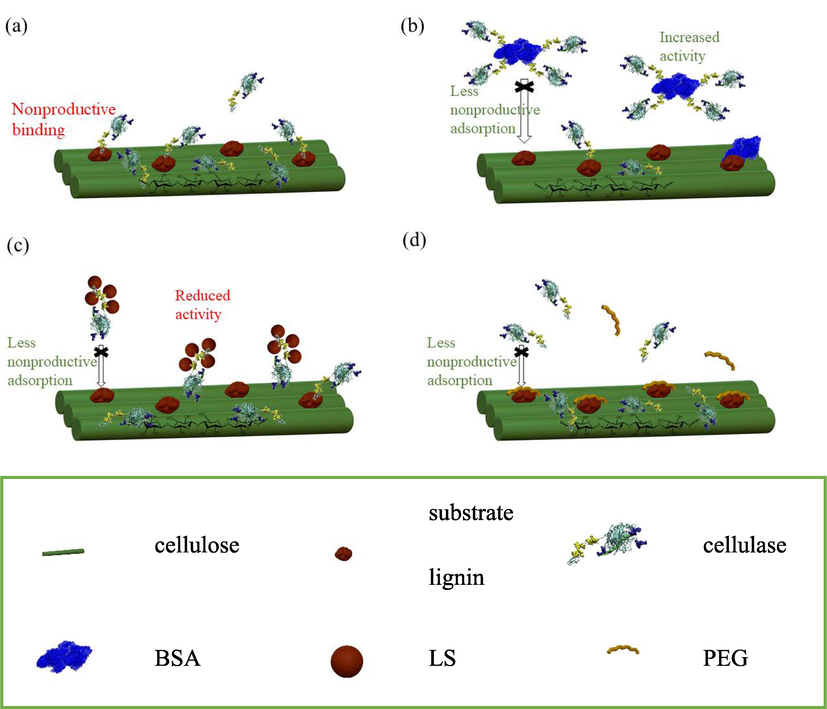 Proposed saccharification promotion mechanisms of (a) without synergetic agent addition, and with synergetic agent addition of (b) BSA, (c) LS and (d) PEG.