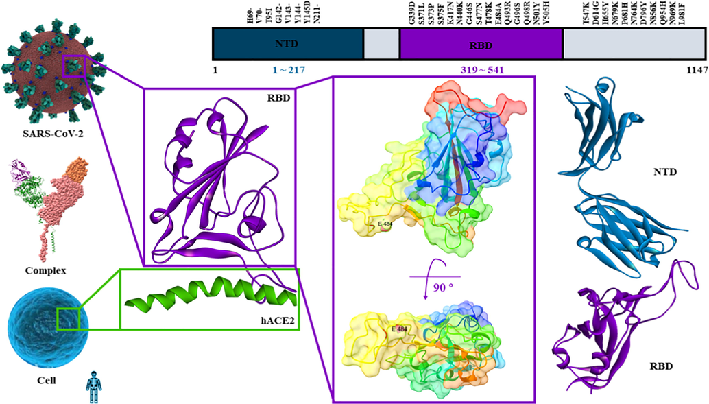 The structure of spike protein.