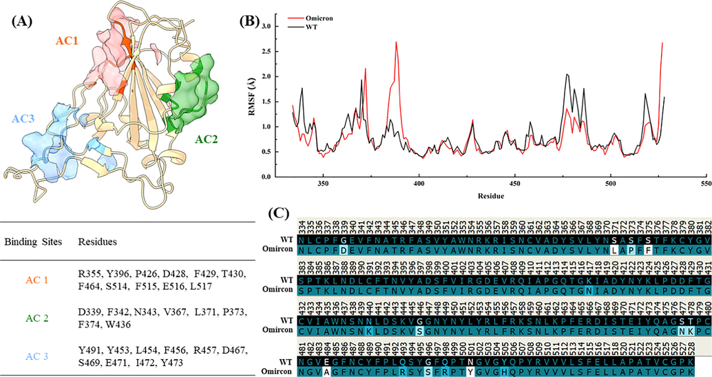 Active centres discovered on RBD using molecular dynamics simulation: (A) The active centre on RBD, (B) RMSF values of RBD on wild-type (WT) and Omicron mutant, (C) amino acid sequence of RBD on wild-type (WT) and Omicron.