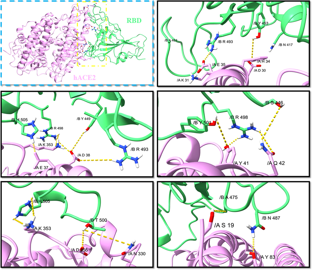 The interactions between RBD-hACE2 of the Omicron variant.