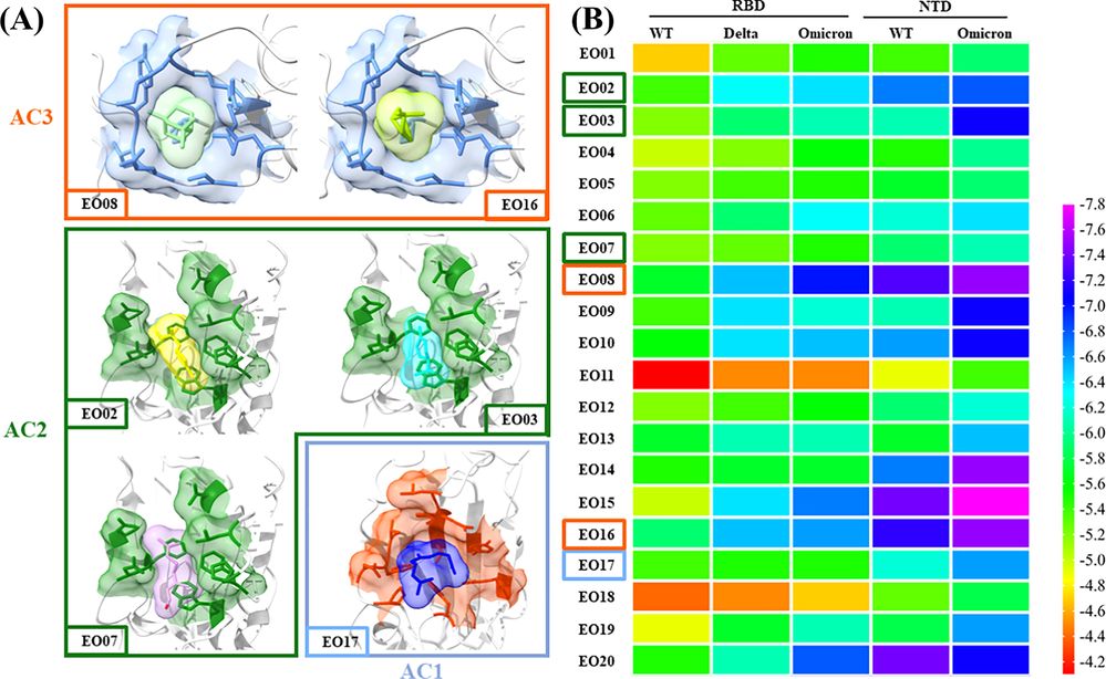 Molecular interactions of AEO components against RBDOmicron (A) and the heatmap of the binding energy of AEO to RBD and NTD (B).