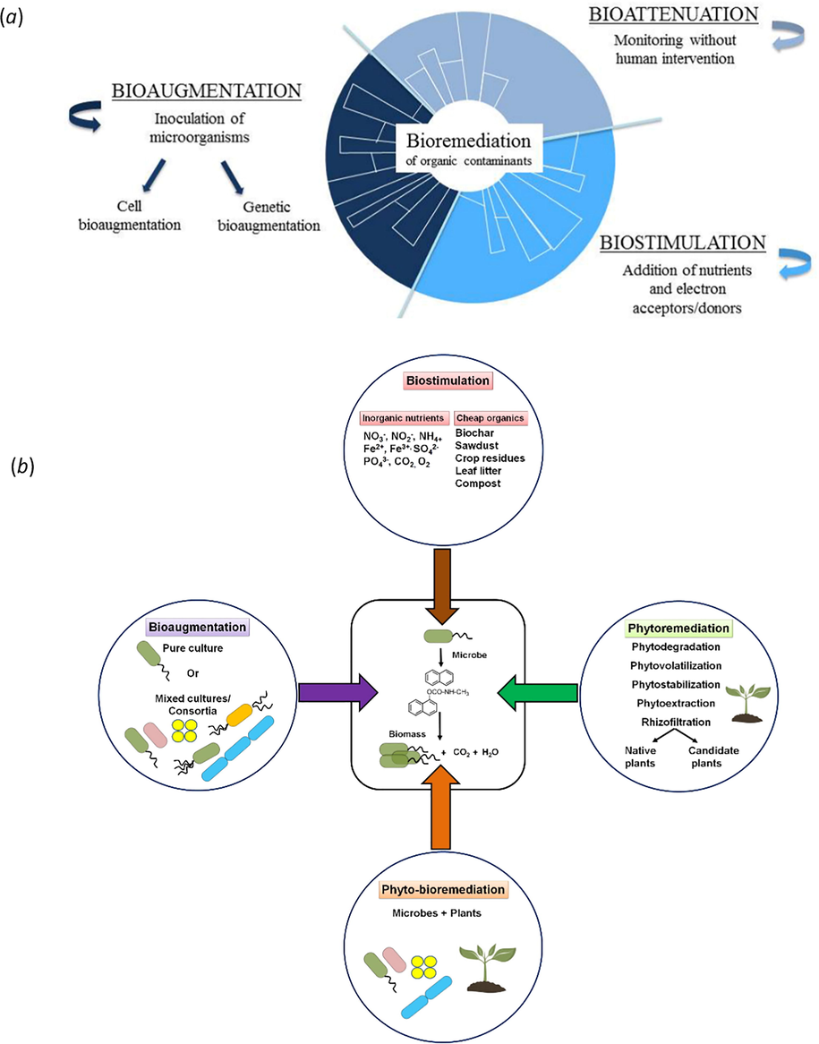 (a) Bioremediation approaches of organic pollutants: bio-attenuation, bio-stimulation and bio-augmentation (Garbisu et al., 2017), (b) Bioremediation approaches for degradation/cleanup of xenobiotic aromatic pollutants (Mohapatra and Phale, 2021).