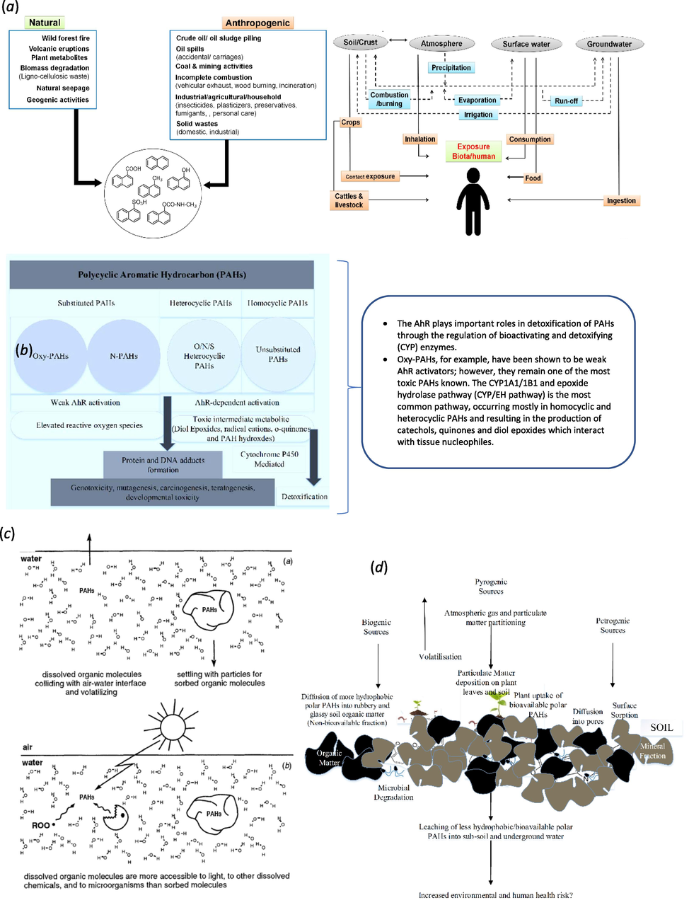 (a) Sources and routes for entry of PAHs through various ecological compartments (Mohapatra and Phale, 2021), (b) PAH toxicity (Idowu et al., 2019), (c) Dissolved species of PAHs may directly participate in the air–water phase while sorbed species may settle or react at different rates, and dissolved species of PAHs may react at different rates as compared with their sorbed counterparts because of differential access of other dissolved and solid-phase, and (d) fate of polar PAHs in soil (Idowu et al., 2019).