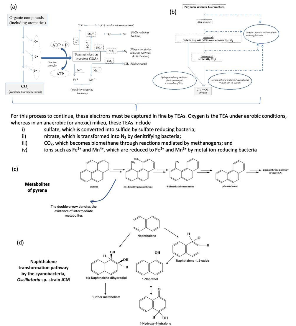 (a) Strategies of anaerobic biodegradation of PAHs, (b) Summary of anaerobic biodegradation of PAHs up to biomethane formation, and (c) an example of Metabolites of pyrene (Nzila, 2018), (d) Naphthalene transformation pathway by the cyanobacteria, Oscillatoria sp. strain JCM (Ghosal et al., 2016).