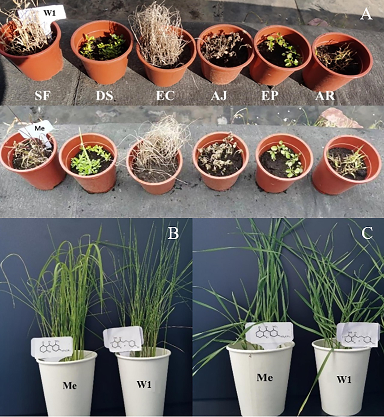 Bioassay experiment of compound W1. (A) Bioassay results of compound W1 on weeds: AJ, EP, AR, SF, DS, and EC, (B) Bioassay results of compound W1 on rice and (C) Bioassay results of compound W1 on wheat.