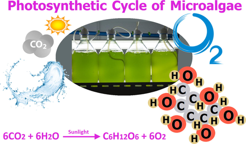 Schematic of the photosynthesis cycle of microalga.