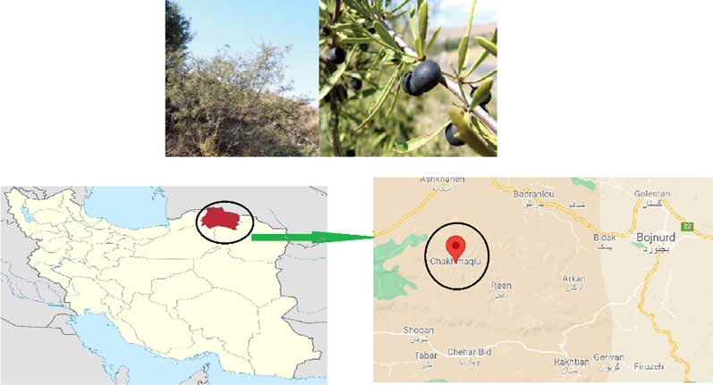 Rhamnus pallasii subsp. sintenisii and map showing the location of the sampling (Chakhmaqlu altitudes, North Khorasan, Iran).