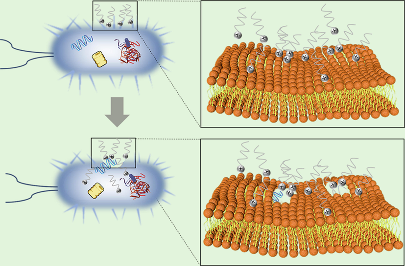 Antimicrobial mechanism diagram of DDBAC.