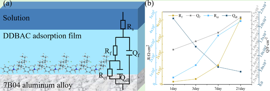 The equivalent circuit for the fitting of EIS (a) and the fitting results for 7B04 aluminum alloy immersed in 60 mg/L DDBAC over time (b).