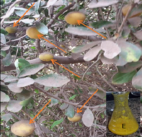 Ripe fruit Kei-apple (orang arrows) and extract (E).