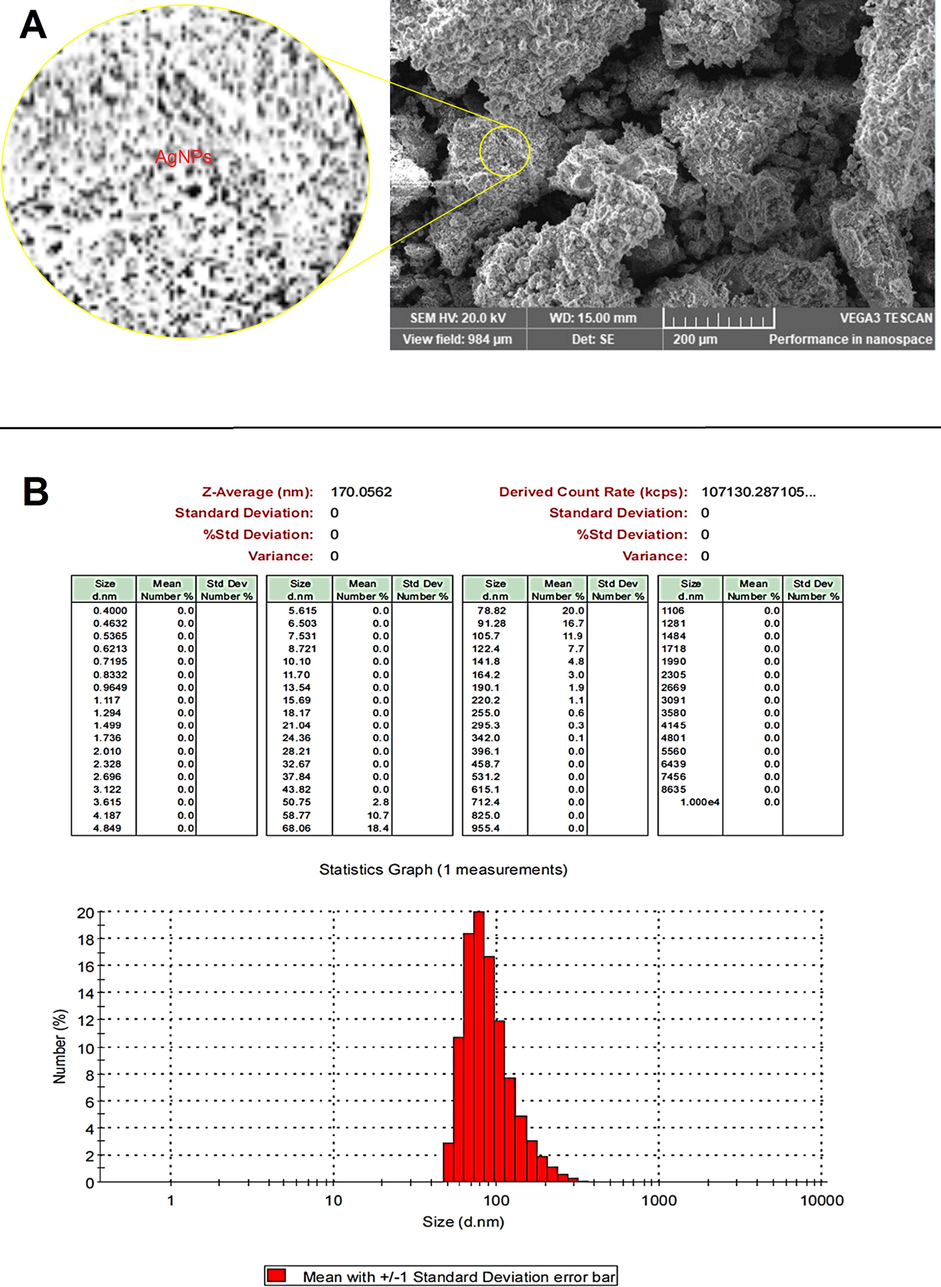 SEM image (A) and DLS analysis (B) of AgNPs synthesized by D. caffra extract.