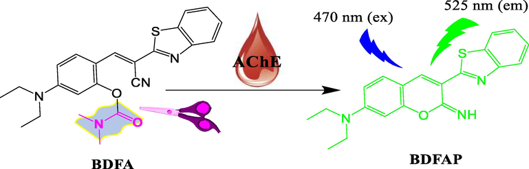 Schematic diagram of the fluorescence response of BDFA to AChE.