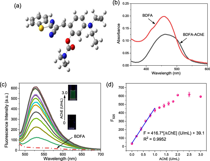 (a) Energy-minimized conformation of BDFA. The white, gray, blue and yellow balls represent hydrogen, carbon, nitrogen and sulfur atoms, respectively. (b) Absorption spectra of BDFA (5 μM) in the absence and presence of AChE (3.0 U/mL). (c) Fluorescence spectra of BDFA (2 μM) and (d) its emission intensity at 525 nm varies with the AChE concentration in the range of 0–3.0 U/mL. All spectra were measured in PBS solution (pH 7.0, 10 mM) with excitation at 470 nm.